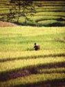 champs de riz